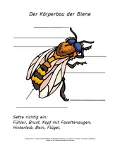 Arbeitsblätter-Honigbiene